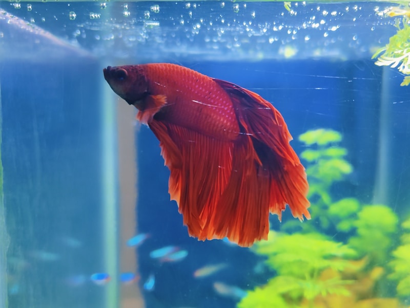 Betta fish