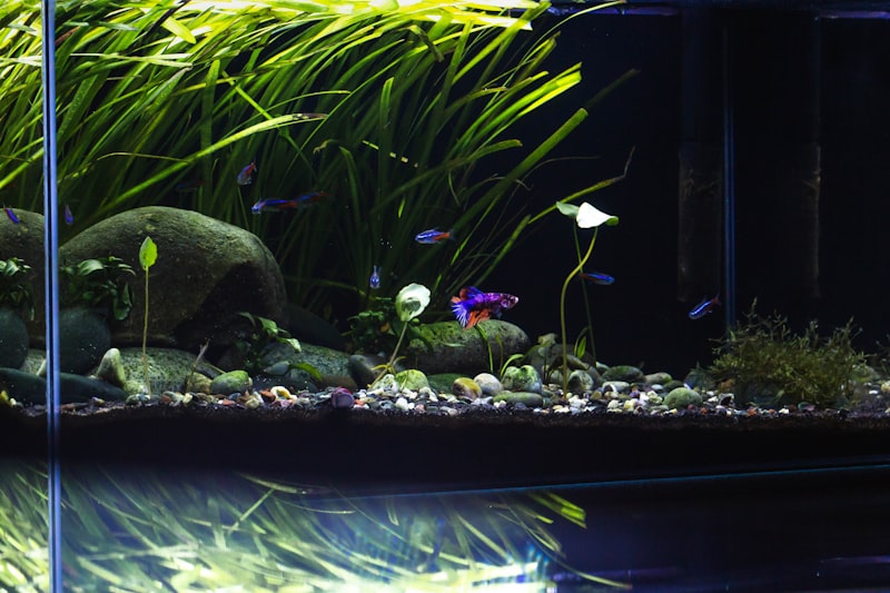 Aquascaped aquarium