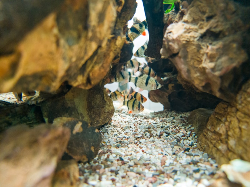 Aquascape hardscape