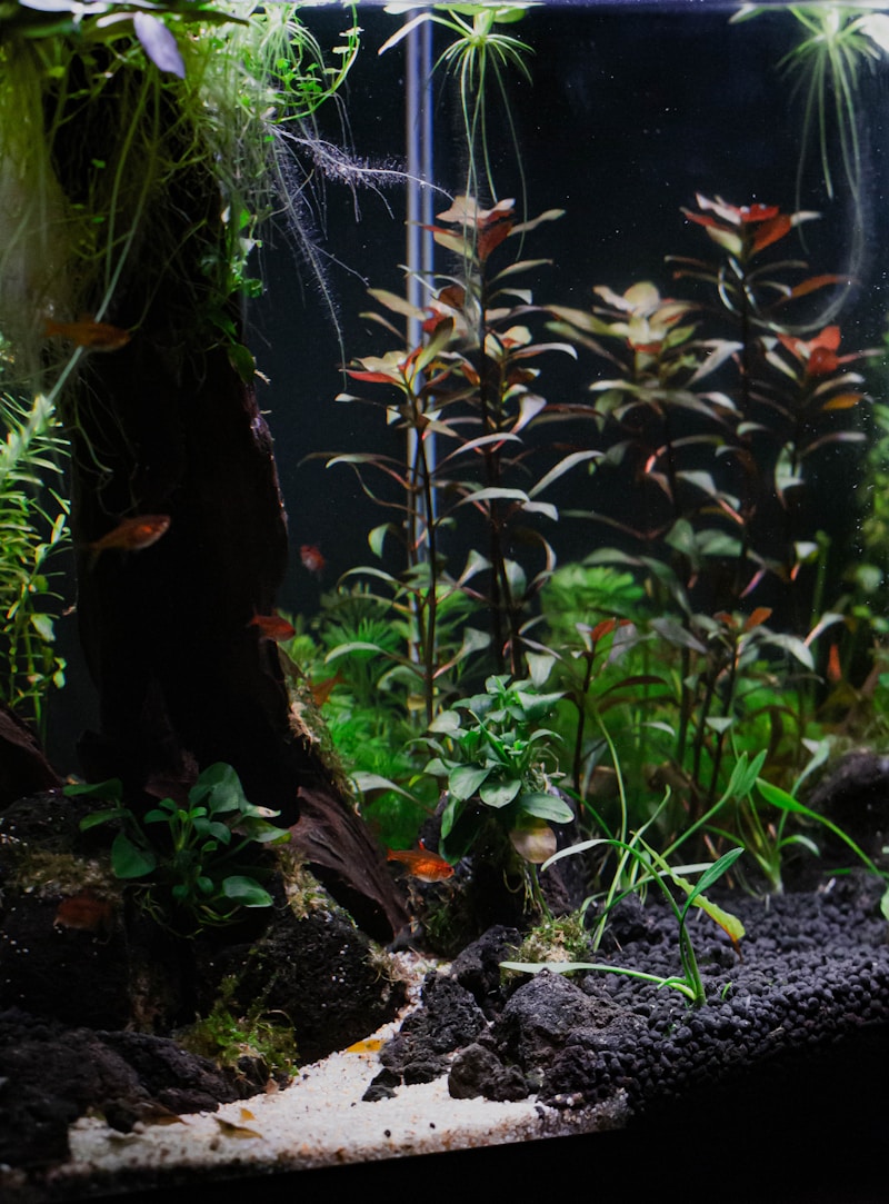 Planted aquarium