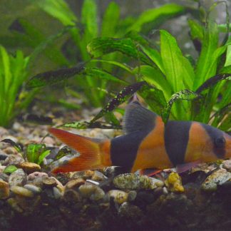 Clown Loach (M/L)