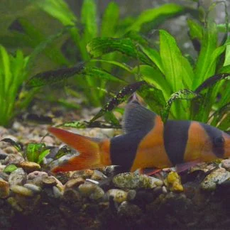 Clown Loach (M/L)