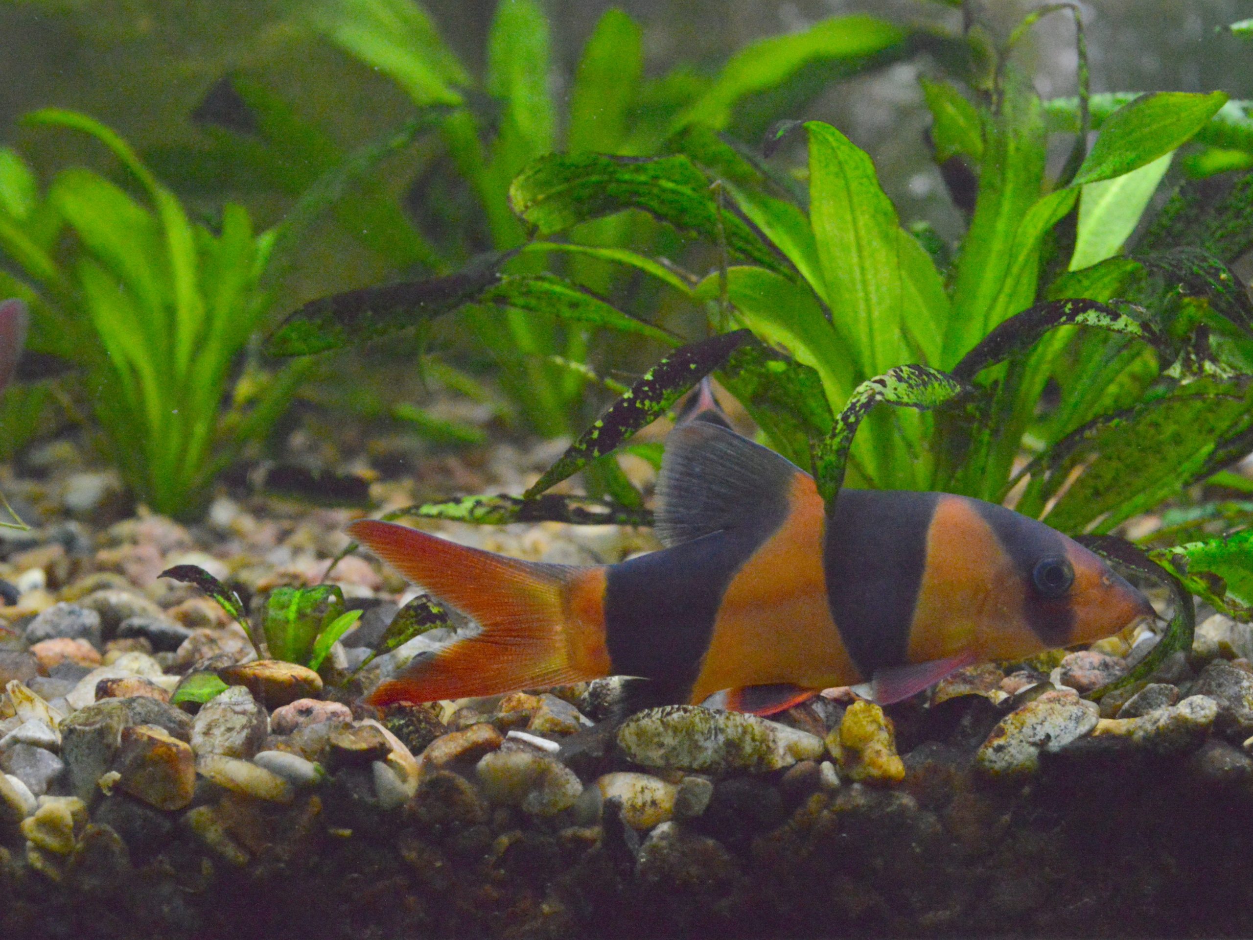 Clown Loach (M/L)