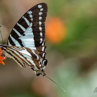 Red Swordtail (Med)