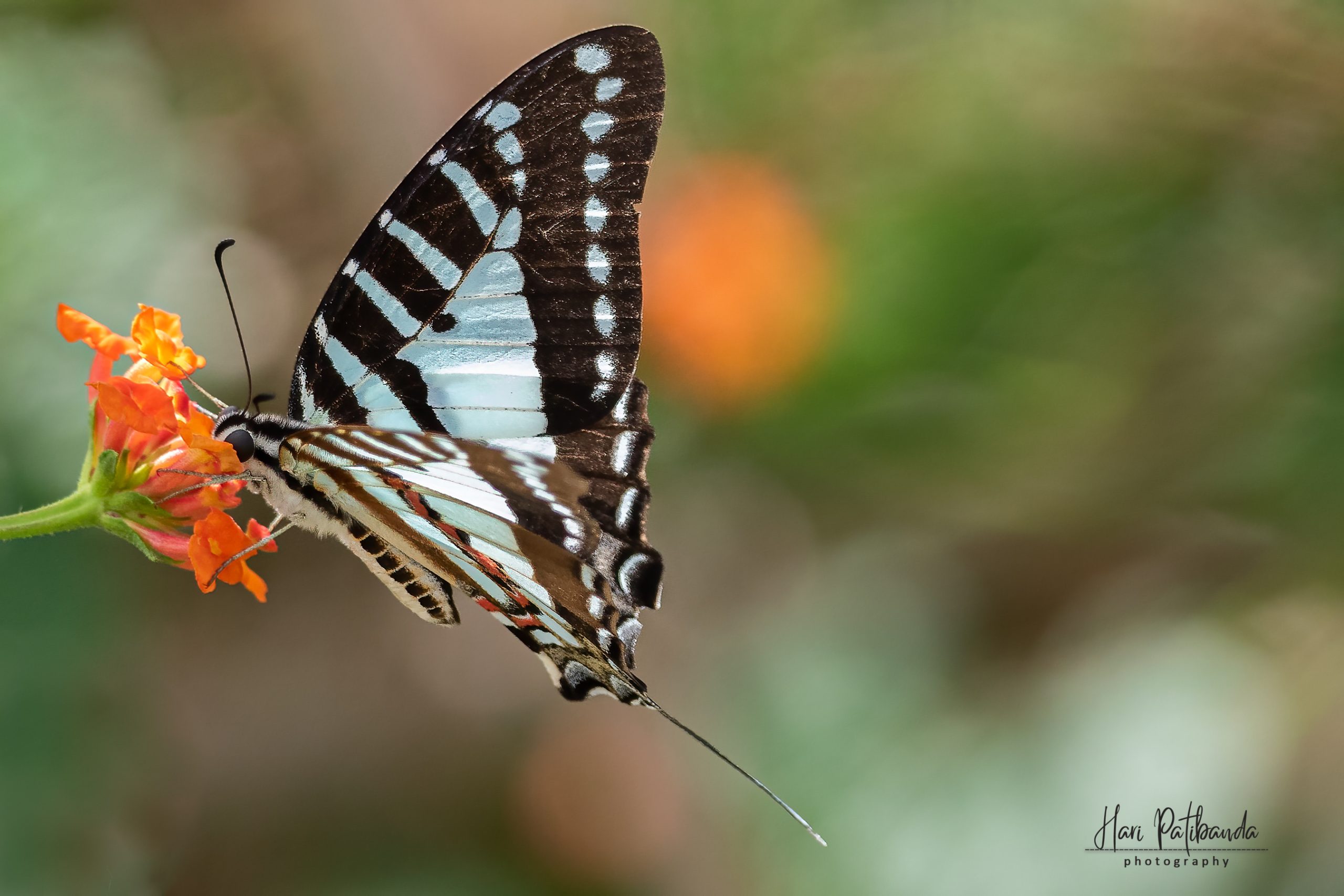 Red Swordtail (Med)