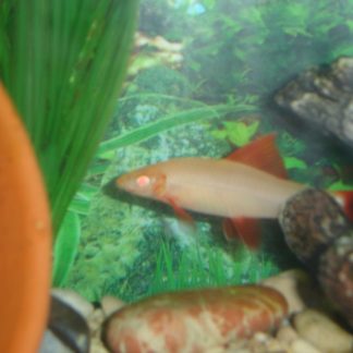 Rainbow Shark (Med)