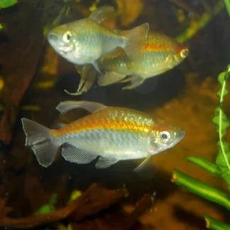 Congo Tetra (Lrg)
