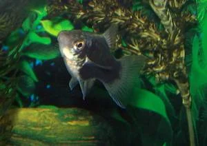 Black Platy (M/L)