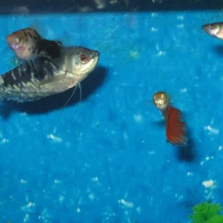 Blue Opaline Gourami (Lrg)