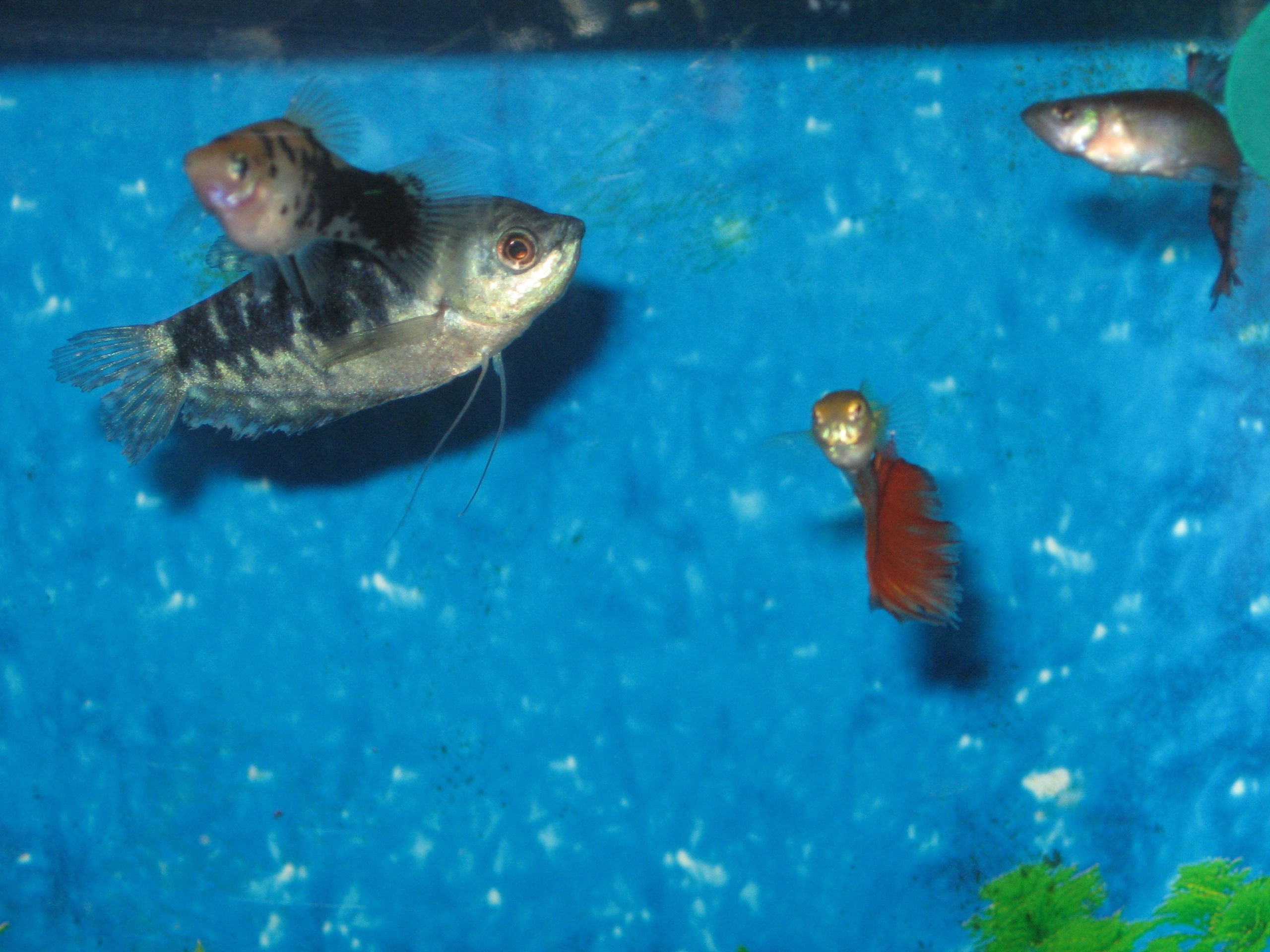 Blue Opaline Gourami (Lrg)