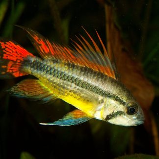 Apistogramma Cacatuoides Lemon (Med)