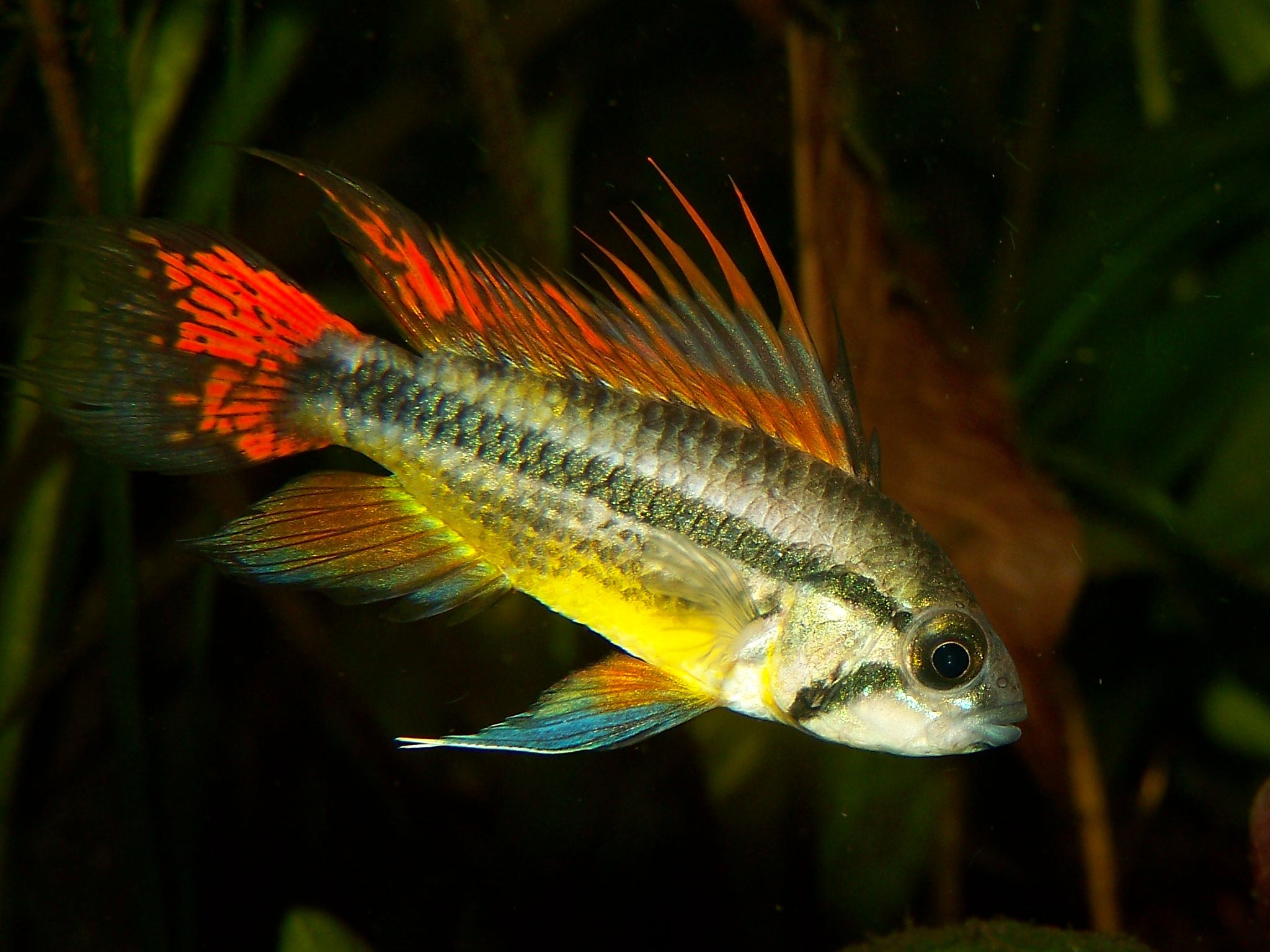 Apistogramma Cacatuoides Lemon (Med)