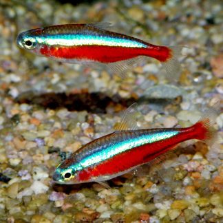 Cardinal Tetra (Med)