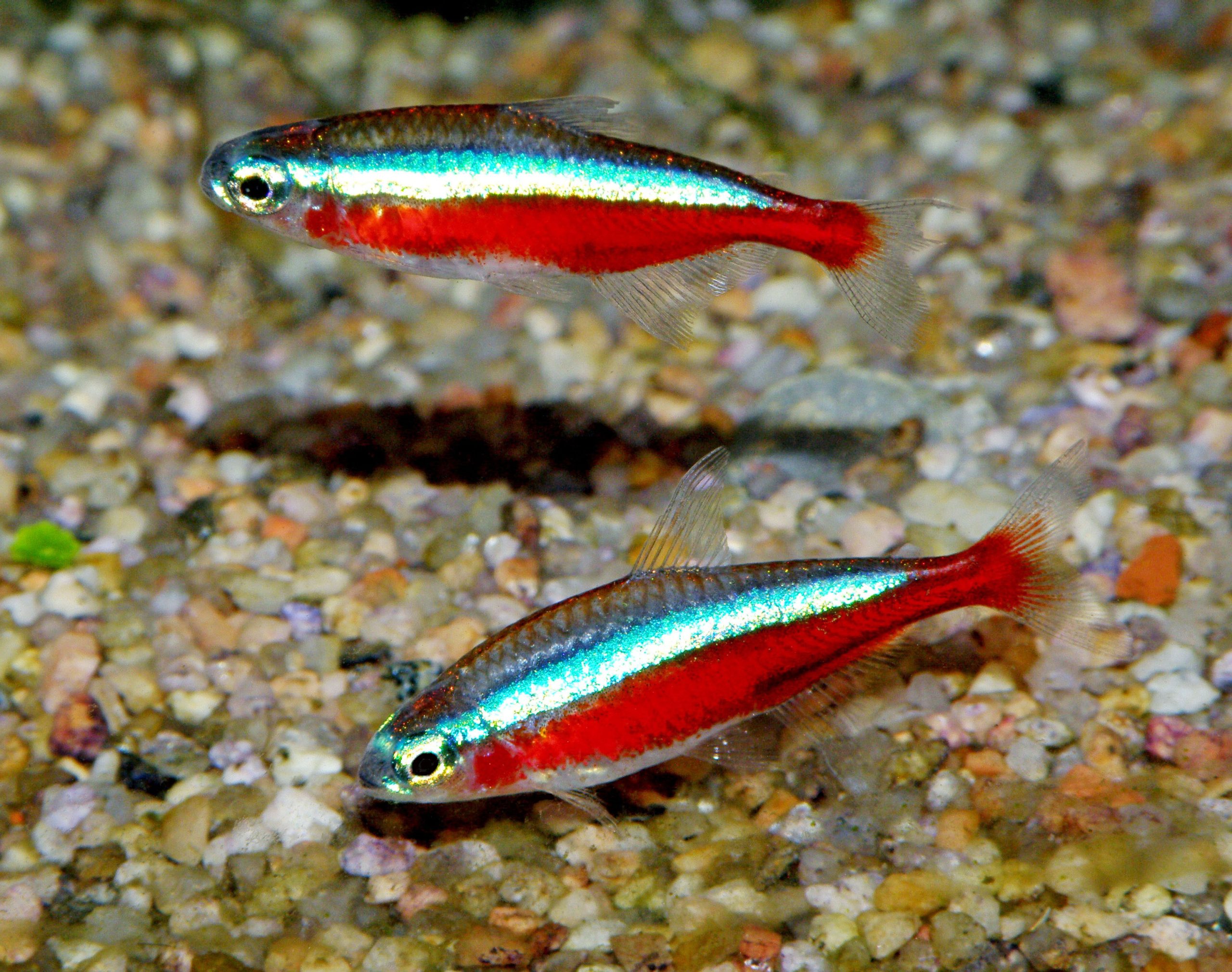 Cardinal Tetra (Med)