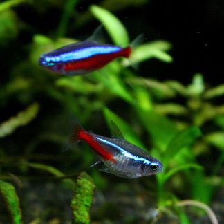 Neon Tetra (M/L)