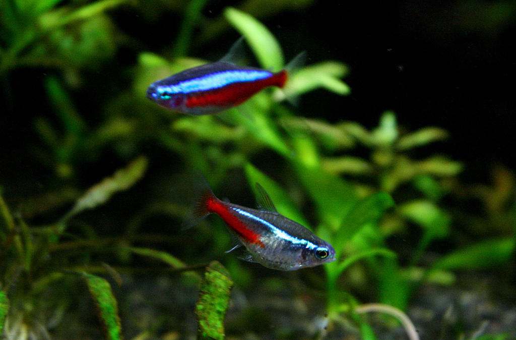 Neon Tetra (M/L)