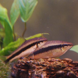 Siamese Algae Eater (Med)