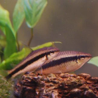 Siamese Algae Eater (Med)