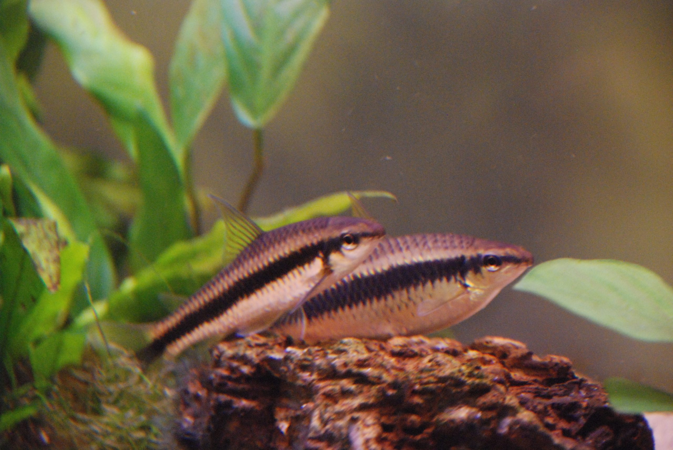 Siamese Algae Eater (Med)