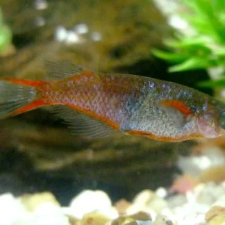 Blue Daisi's Rice Fish (Med)