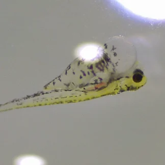 Leopard Danio (M/L)