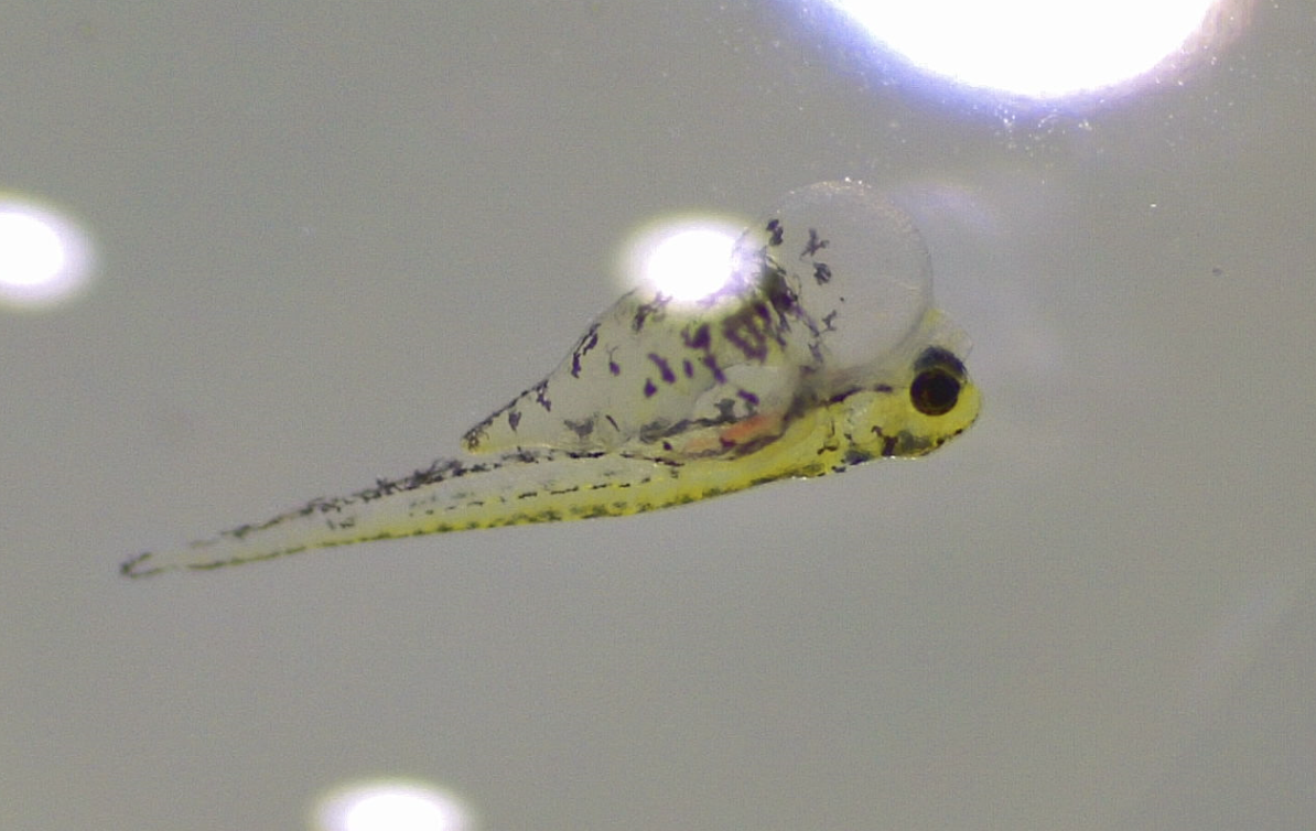 Leopard Danio (M/L)