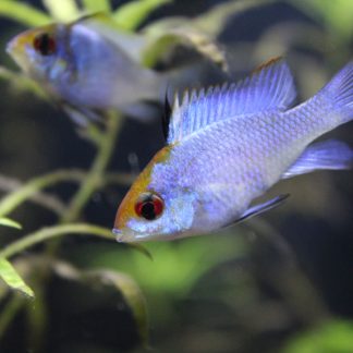 Electric Blue Ramirezi (M/L)