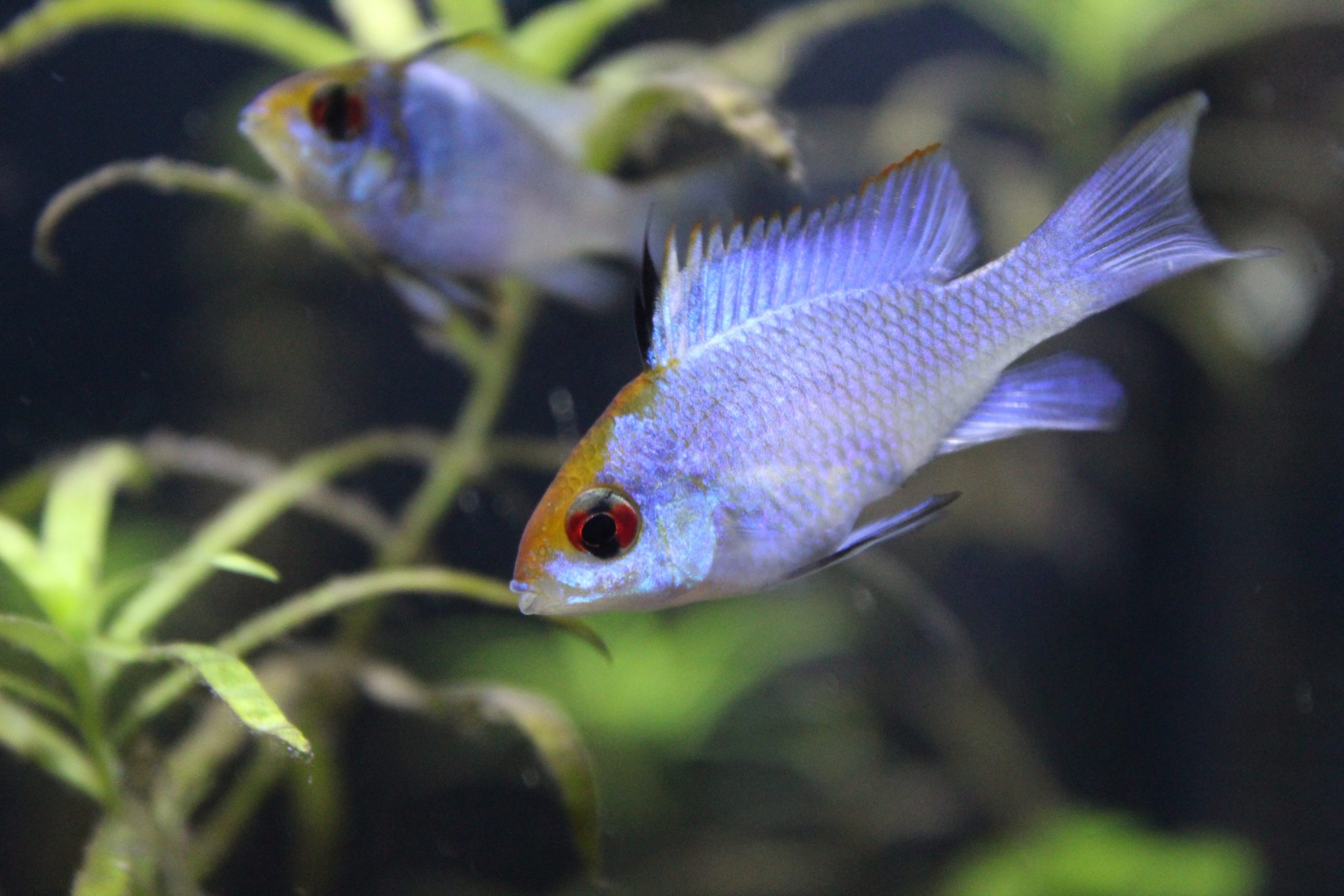 Electric Blue Ramirezi (M/L)