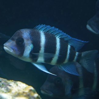 Frontosa Cichlid (M/L)