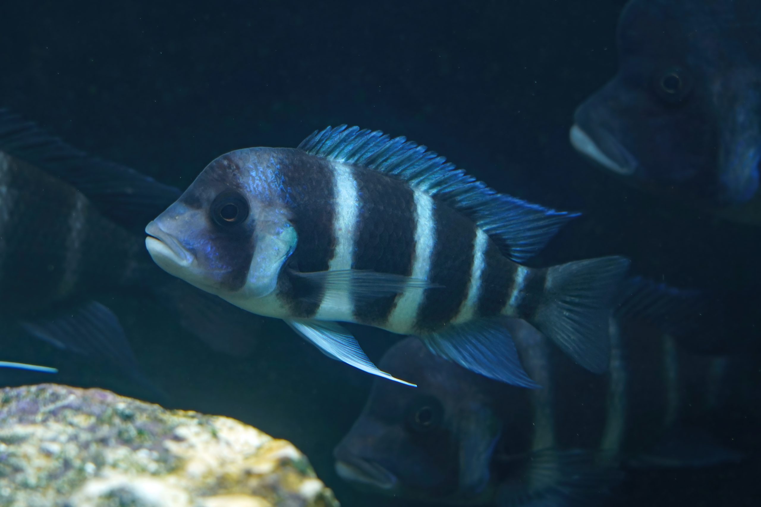 Frontosa Cichlid (M/L)