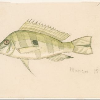 Geophagus Altifrons (Med)