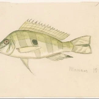 Geophagus Altifrons (Med)