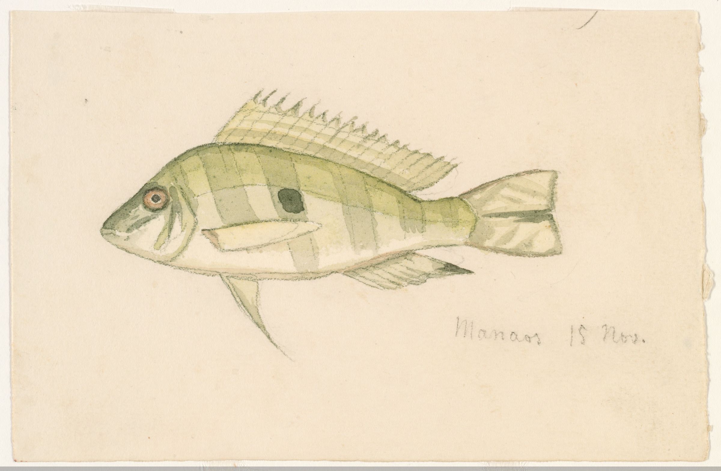 Geophagus Altifrons (Med)