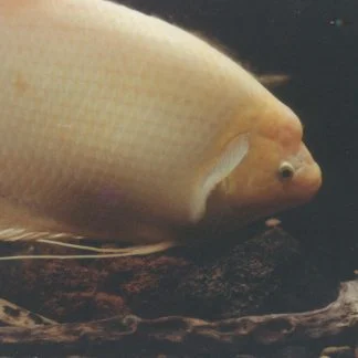 Golden Gourami (Lrg)