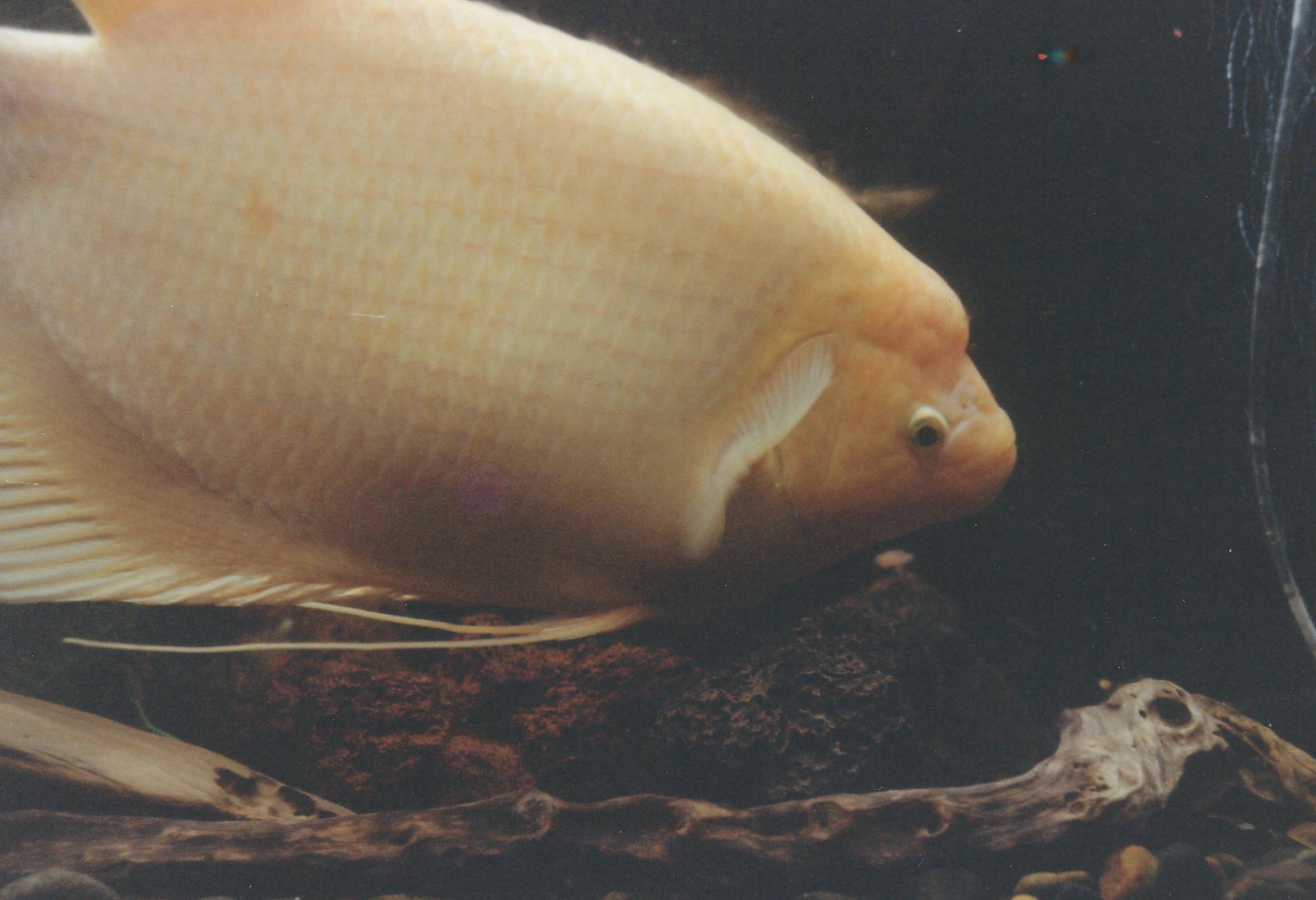 Golden Gourami (Lrg)