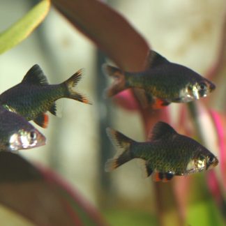 Green Tiger Barb (Med)