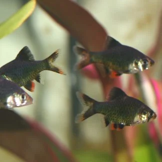 Green Tiger Barb (Med)