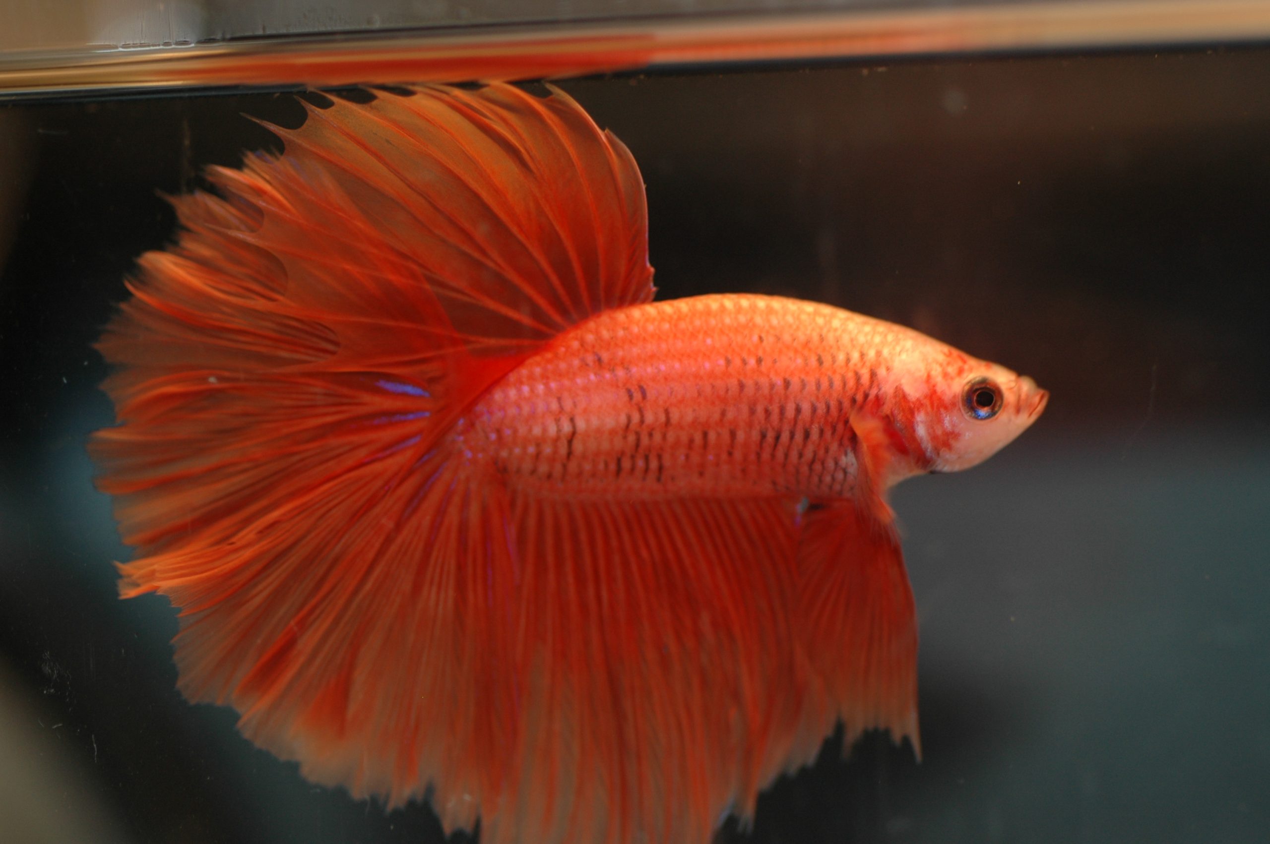 Siamese Fighting Fish Male (Lrg)