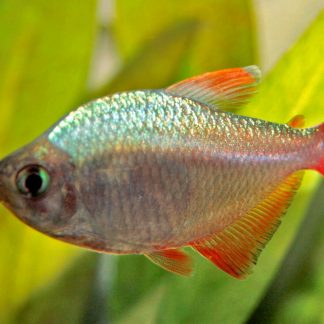 Columbian Redfin Tetra (M/L)
