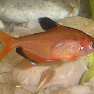 Serpae Tetra (Lrg)