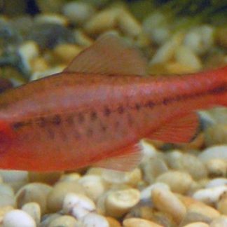 Cherry Barb (M/L)