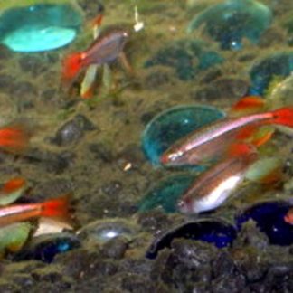 White Cloud Minnow (M/L)
