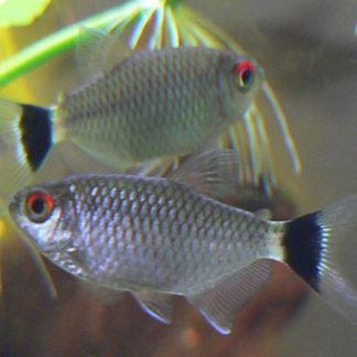 Red Eye Tetra (Med)