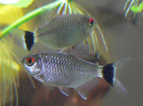 Red Eye Tetra (Med)
