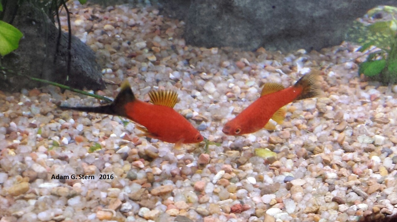 Neon Wagtail Swordtail (Med)