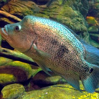 Wolf Cichlid (M/L)