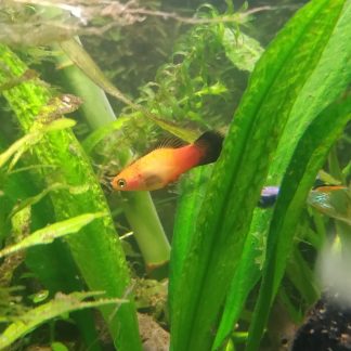 Blue Mickey Mouse Platy (M/L)