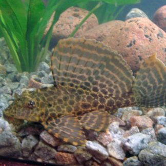Catfish, Sharks & Loaches
