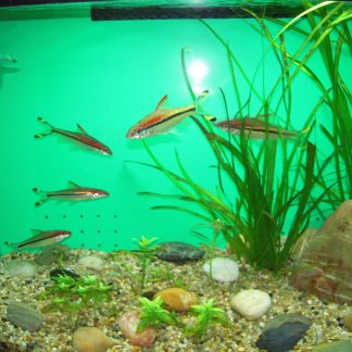 Red Line Torpedo Barb (Med)