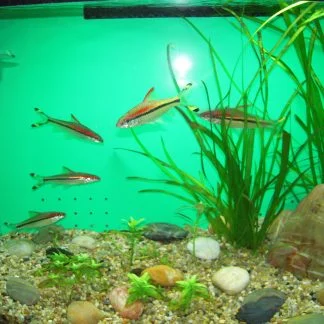 Red Line Torpedo Barb (Med)